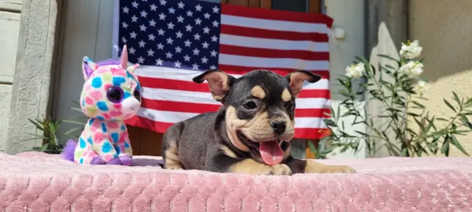 American Bully - Pocket - Zara