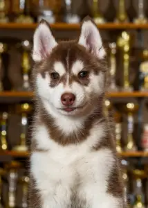 Szibériai husky - Saint Michael Island Wrapped In Red 