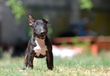 Miniature Bullterrier - Oliver