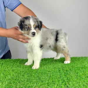 Australian Shepherd - Vonny