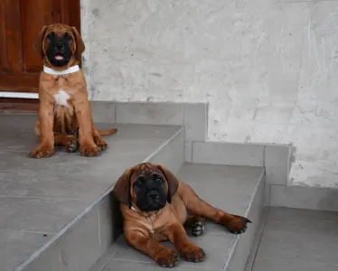 Kai - Tamatsu Amerci Daride Kennel