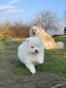 German Pomeranian Spitz - Sheldon