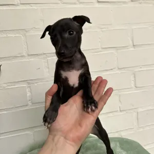 Italian Greyhound - Luna