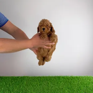 Zwergpudel - Hillary