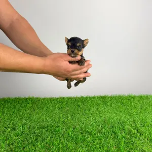 Yorkshire Terrier - Kick