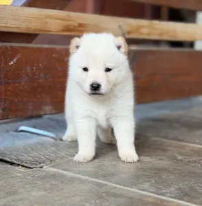 Shiba - Reborn Effi