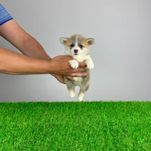 Welsh Corgi Pembroke - Prissy