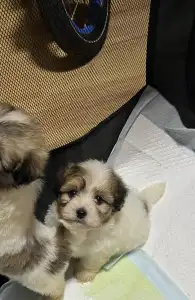 Coton de Tulear - Byron