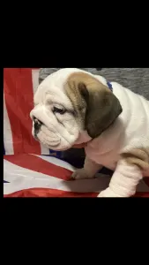 Bulldog Anglais - Edward