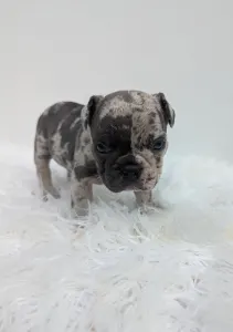 Bulldog francese - John