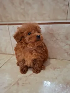 Maltipoo - Maltipoo Toy M