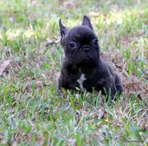 Bouledogue français - Barney