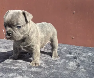 Francia bulldog - Carter