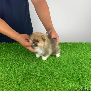 Pomeranian - Mandarin