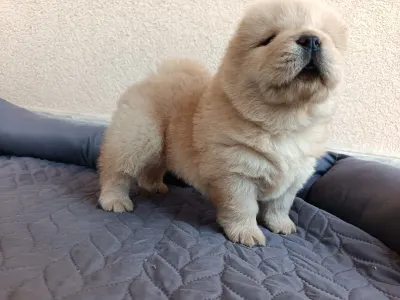 Chow Chow - La Casa De Chow Gaston 