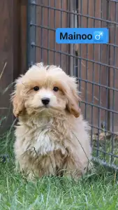 Maltipoo - Mainoo