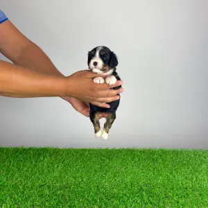 Cavalier King Charles Spaniel - Vibsy