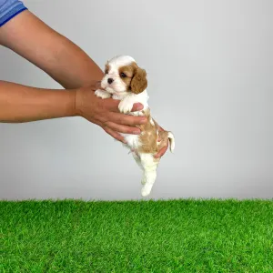Cavalier King Charles Spaniel - Norbo