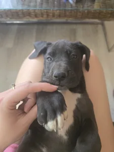 Deutsche Dogge - Bella