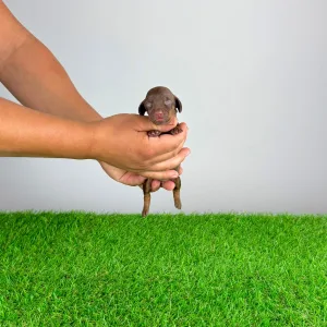 Dachshund - Chibo