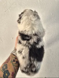 Australian Shepherd - Dani