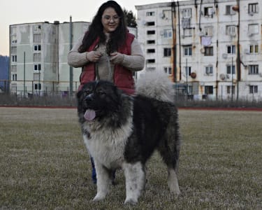 Caucasian Shepherd Dog - Tatoo Russtil K.o.