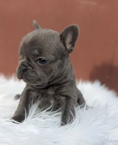 French Bulldog - Léna