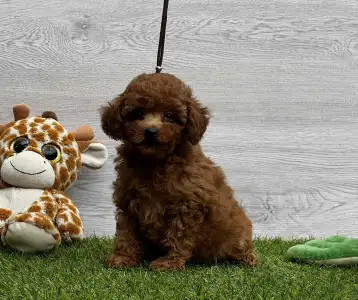 Caniche Toy - Xaffi