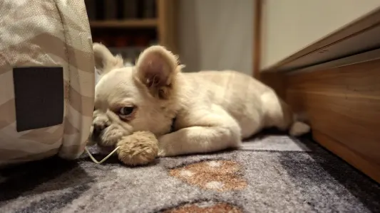 Francia bulldog - Nepomuk (fluffy)