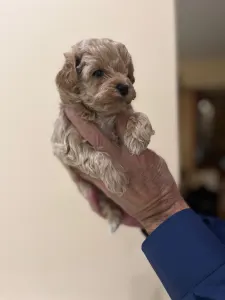 Maltipoo - Maltipoo Toy M