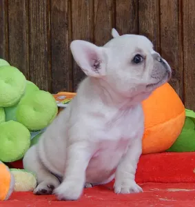 Francia bulldog - Enea