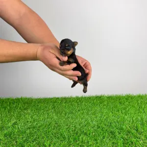 Yorkshire Terrier - Paws