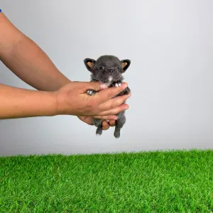 Чихуахуа - Olea