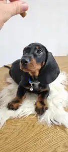 Dachshund - Ares The Shadow