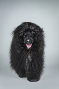 Portuguese Water Dog - Stella Maris 