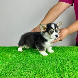 Welsh Corgi Pembroke - Rolly