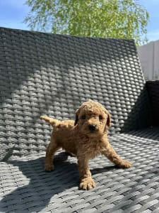 Poodle Miniature - Odett