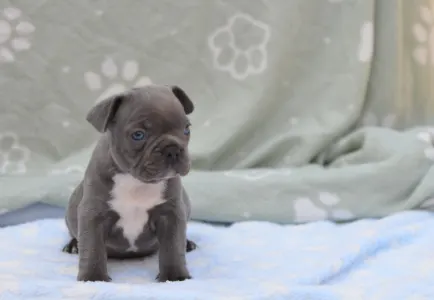 Francouzský buldoček - Montclair