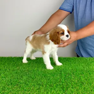 Cavalier King Charles spániel - Olympia
