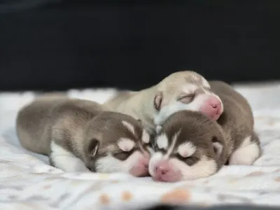 Sibiřský husky - Piros