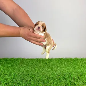 Cavalier King Charles Spaniel - Effi