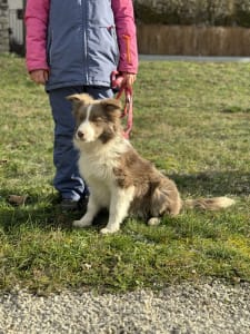 Border collie - Lilac Boy