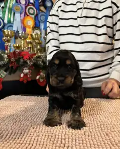 Englischer Cocker Spaniel - Gracy