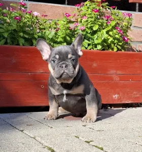 Französische Bulldogge - Forest