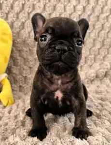 Francouzský buldoček - Miira Frenchie Raven
