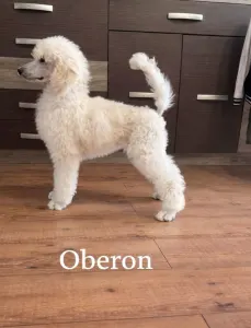 Poodle Standard - Oberon