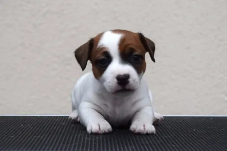 Jack Russell Terrier - Gold Leash Yoko