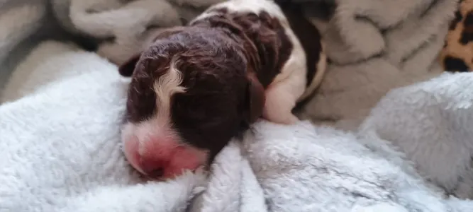 Lagotto Romagnolo - Lagotto Passion Bel Ami Nougaro