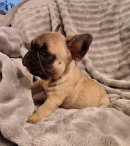 French Bulldog - Hero From Lilis Breed