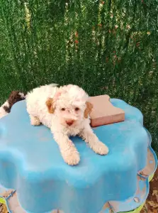Romagna Water Dog - Lagotto Passion Aureate Callista